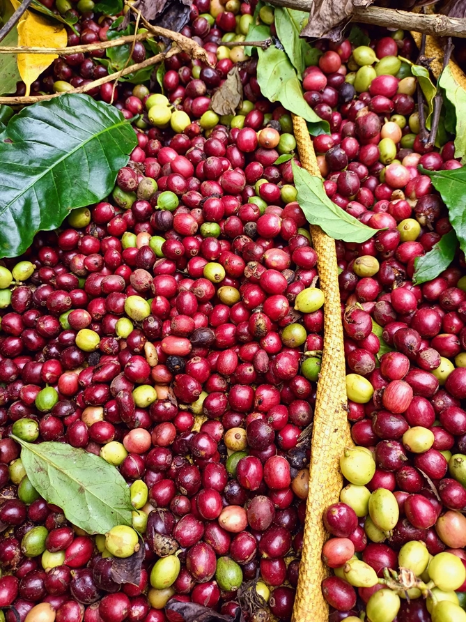 Tin vui cho người nông dân: Giá cà phê vượt mốc 130.000 đồng/kg Thu hoạch cà phê chủ yếu dựa vào sức người. Ảnh: KA.